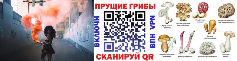 omg как зайти  наркотики  Чаплыгин  Галлюциногенные грибы Psilocybine cubensis 